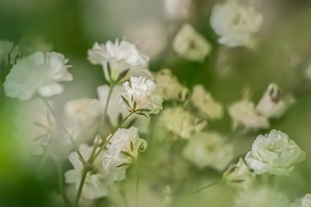 a bunch of white flowers that are in the grass