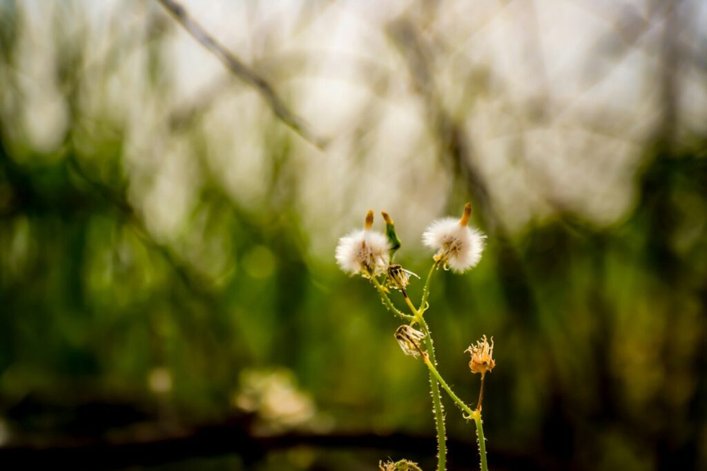 a close up of a plant with a blurry background