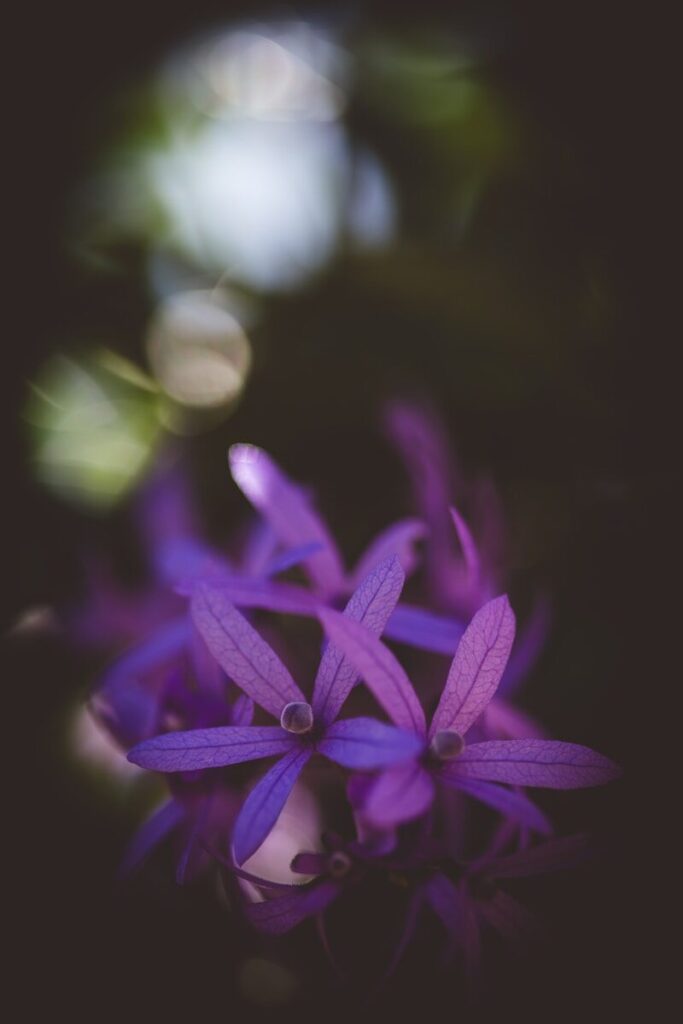 a close up of a purple flower with blurry background