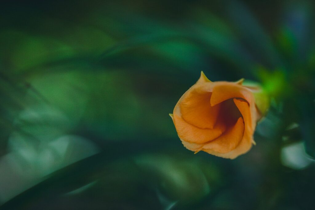 a single orange flower with green leaves in the background