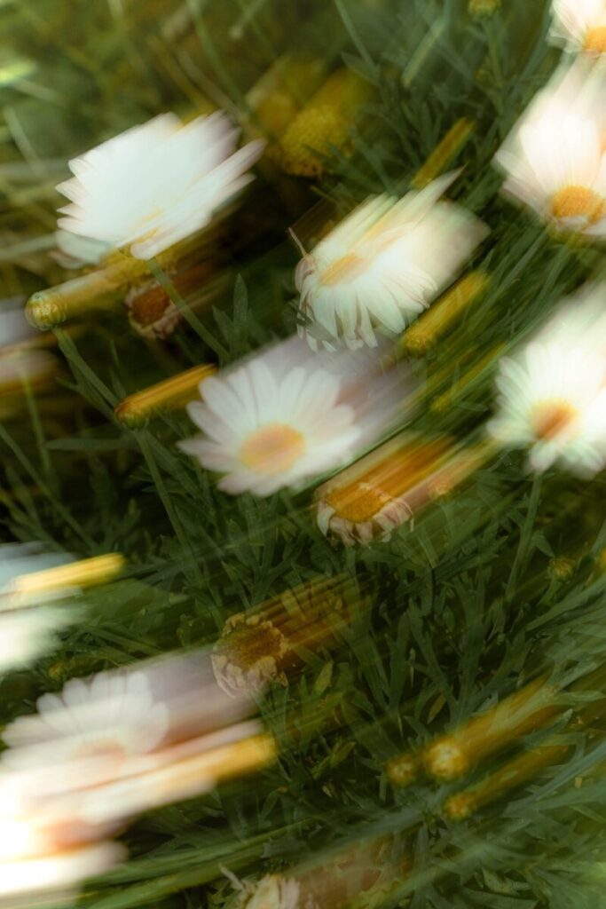 Blurred white daisies with green grass background